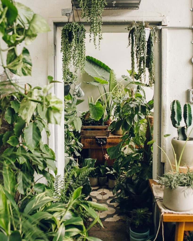 We're becoming crazy plant parents, and here's why you should join us
